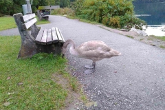 IMG_20190926_184851_1