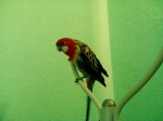 rico (271)